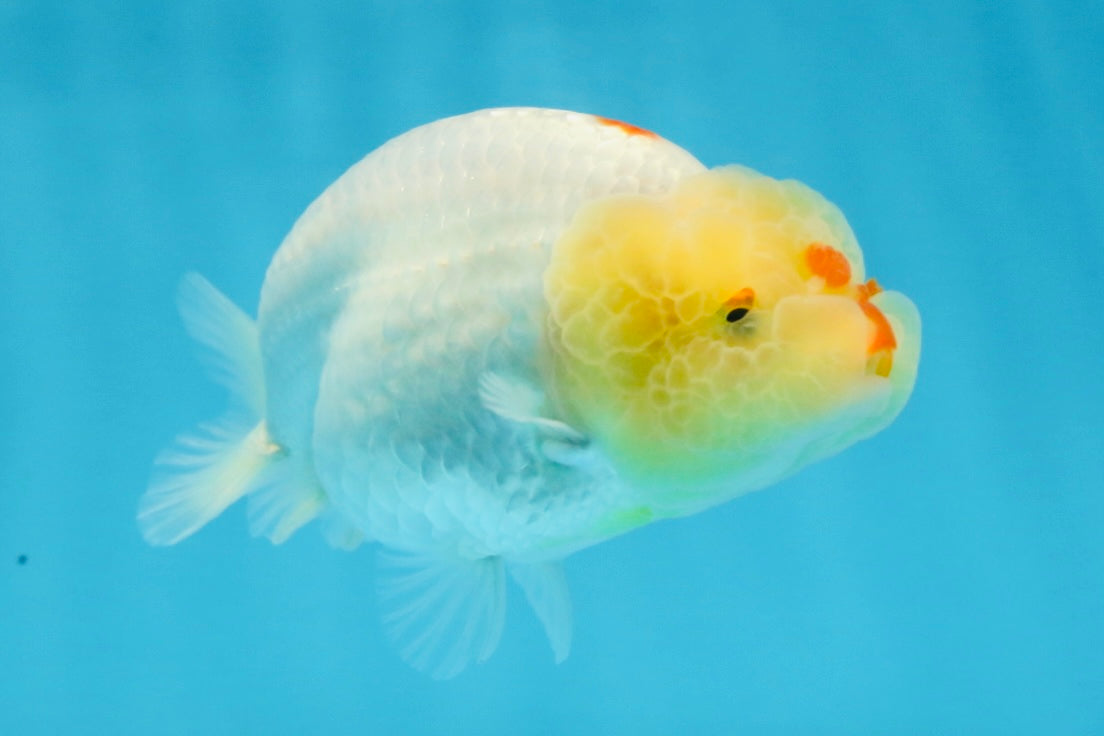 A Grade Red White LionQueen 4 inches #103125LC_21