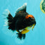 AAA Grade Super Red Head Kirin Oranda Male 7-7.5 inches #062626OR_01
