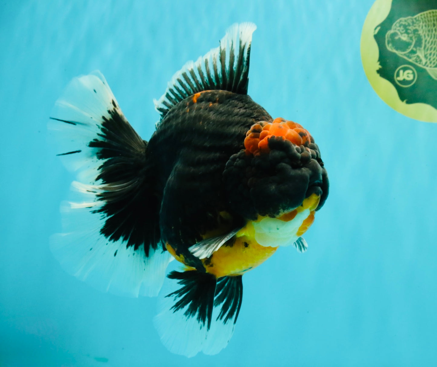 AAA Grade Super Red Head Kirin Oranda Male 7-7.5 inches #062626OR_01