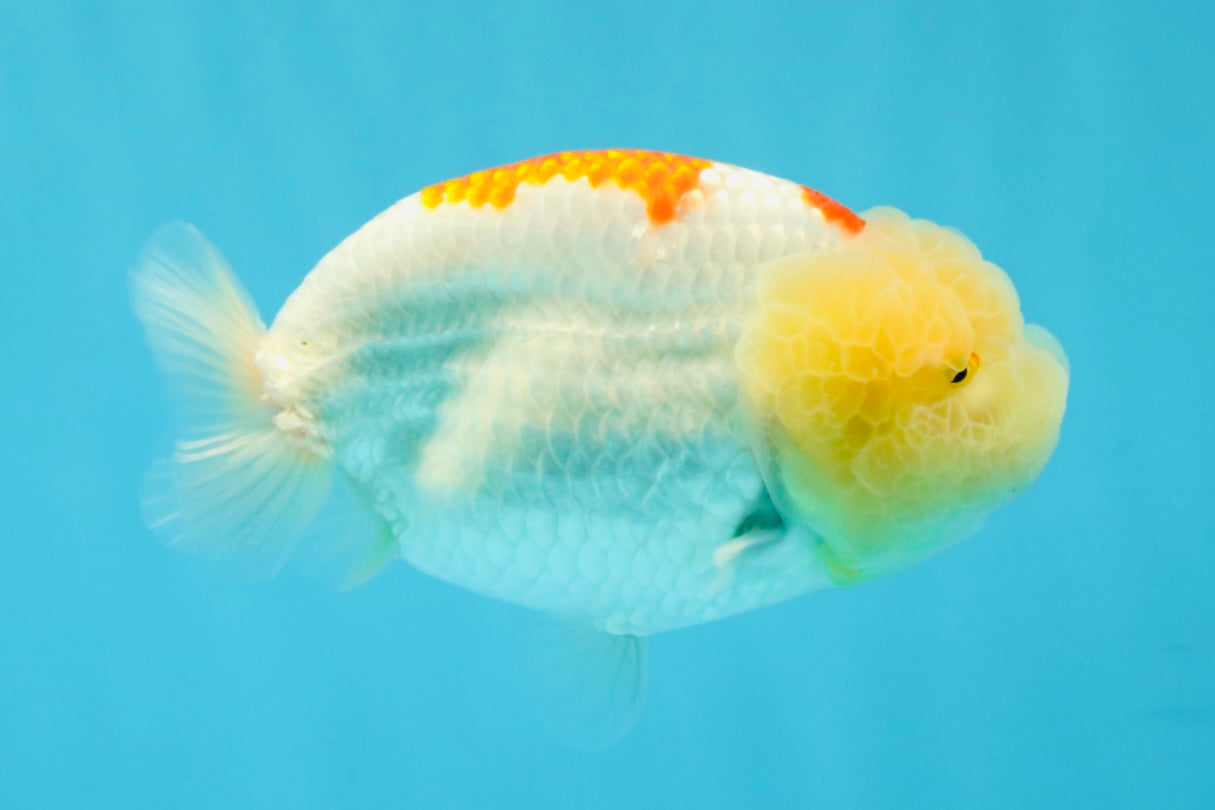 A Grade Red White LionQueen 5 inches #041026LC_14