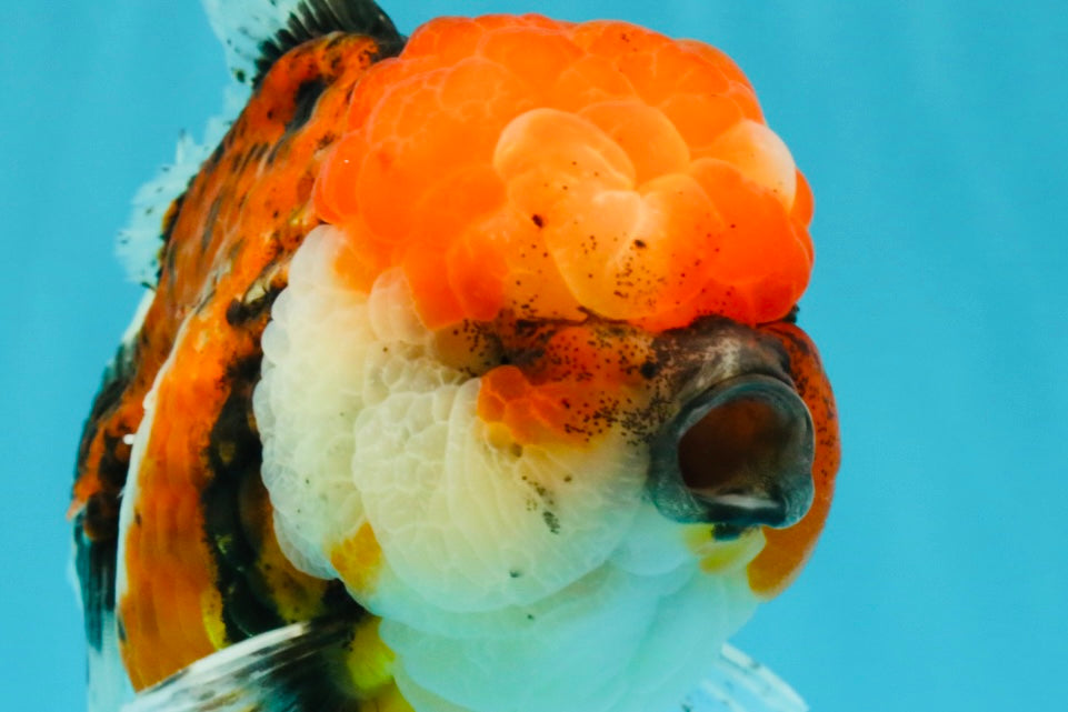 A Grade Calico Oranda Female 6-6.5 inches #022726OR_15