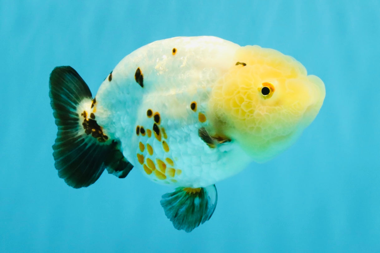 Chinese Sakura Ranchu Female 5-5.5 inches #041026RC_19