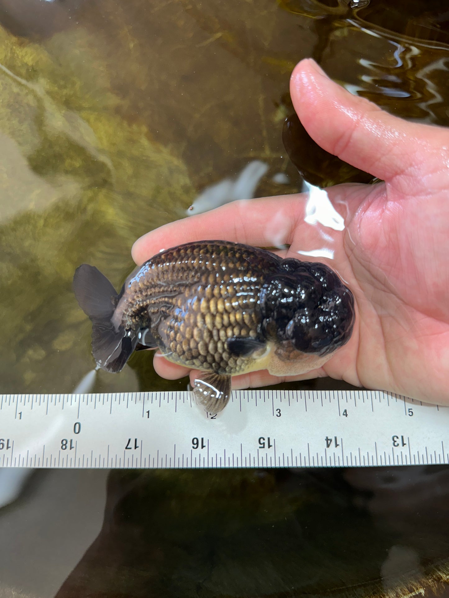 A Grade BIG WEN Black LionKing 4-4.5 inches #062025LC_09