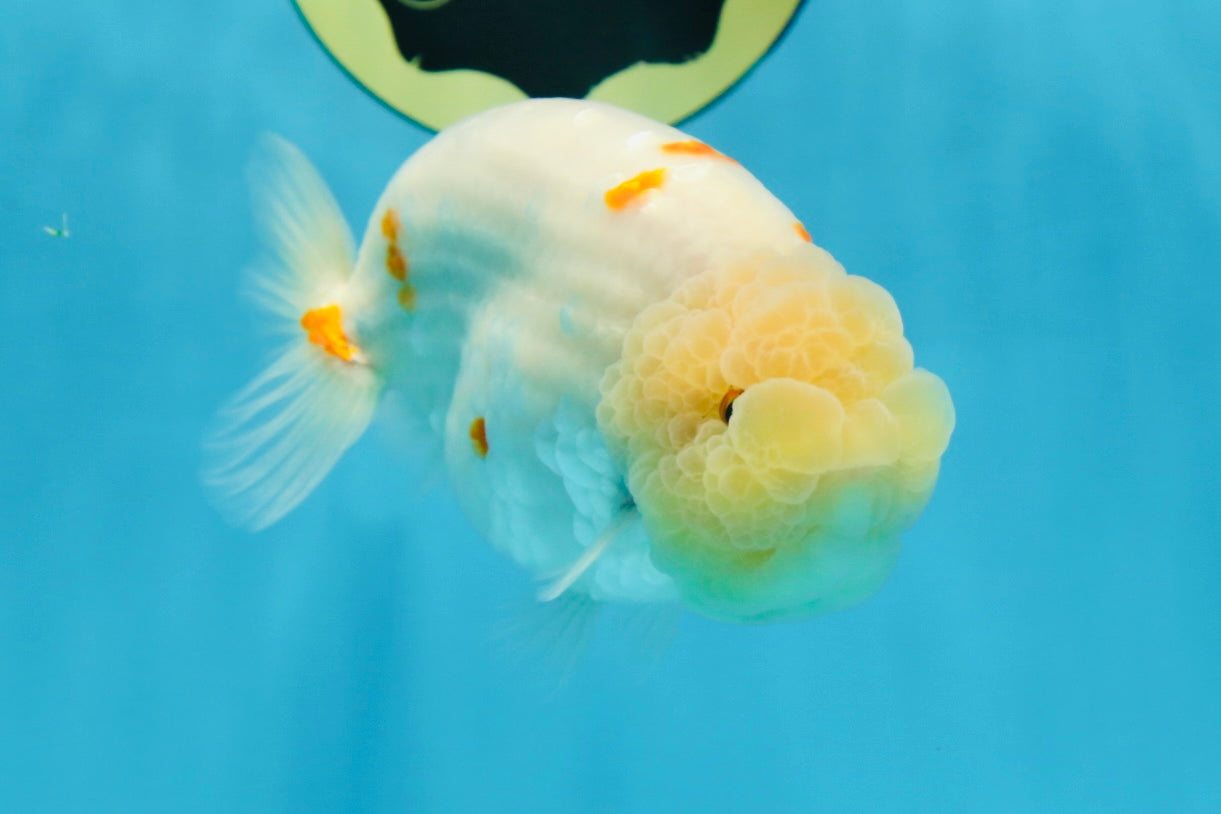 A Grade Red White Sakura Lionking 4.5 inches #080125LC_15