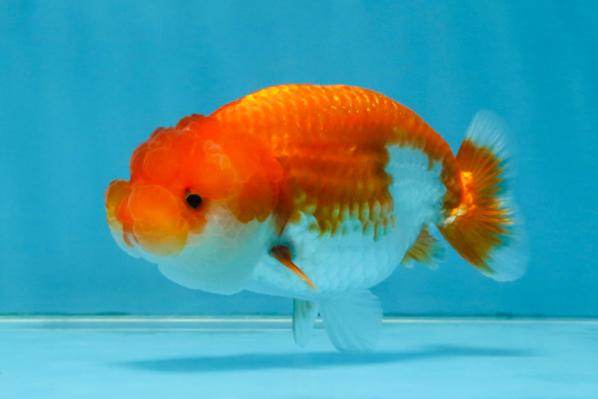 FLUFFY Red White LionChu Female 4.5 inches #120525LC_16