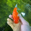 Baby Red White Nemo Sakura Lionchu Female 3.5-4 inches #0202LC_10