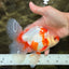 A Grade Kohaku Red White Oranda Male 6 inches #101626OR_11