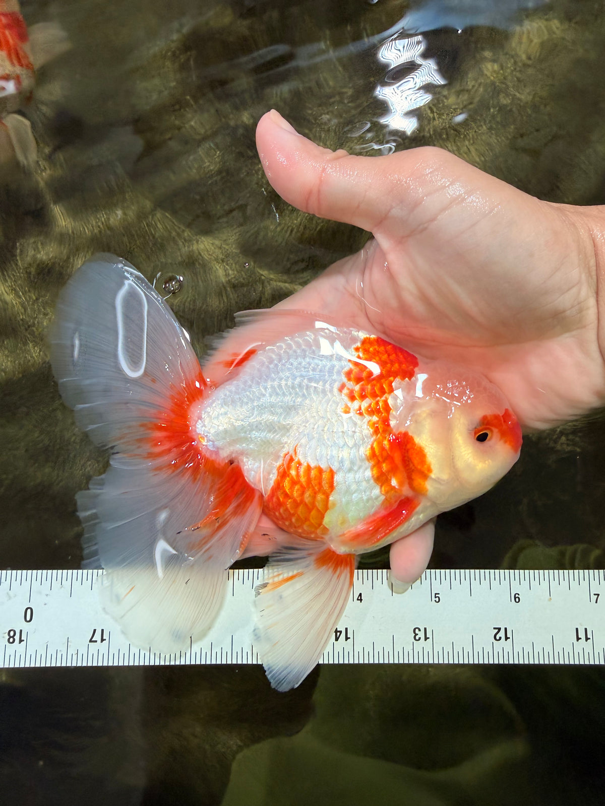A Grade Kohaku Red White Oranda Male 6 inches #101626OR_11