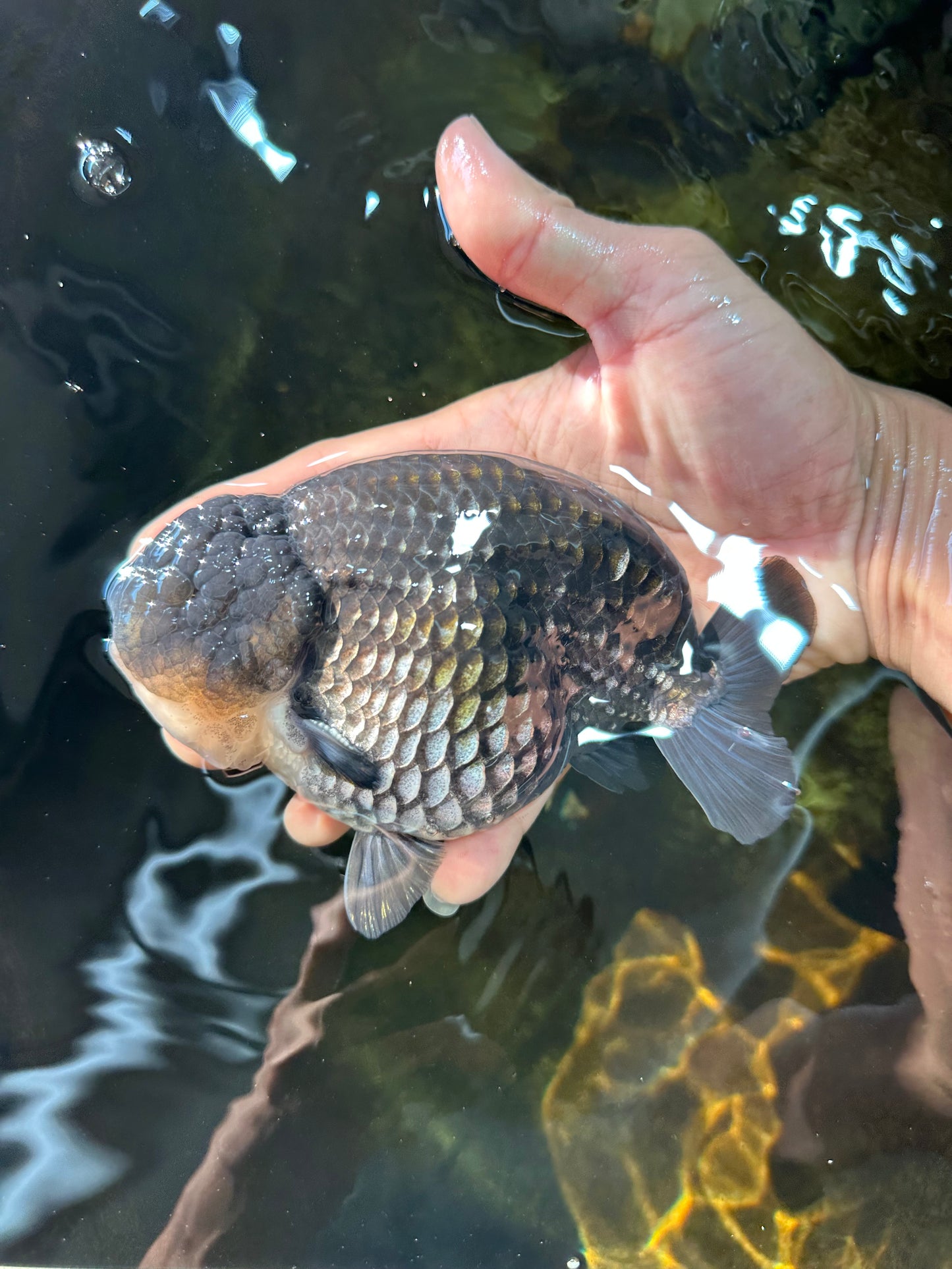 AAA Grade Black Blue LionKing 5.5 inches #082225LC_03