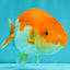 Red White Lionchu Female 4.5 inches #081426LC_14