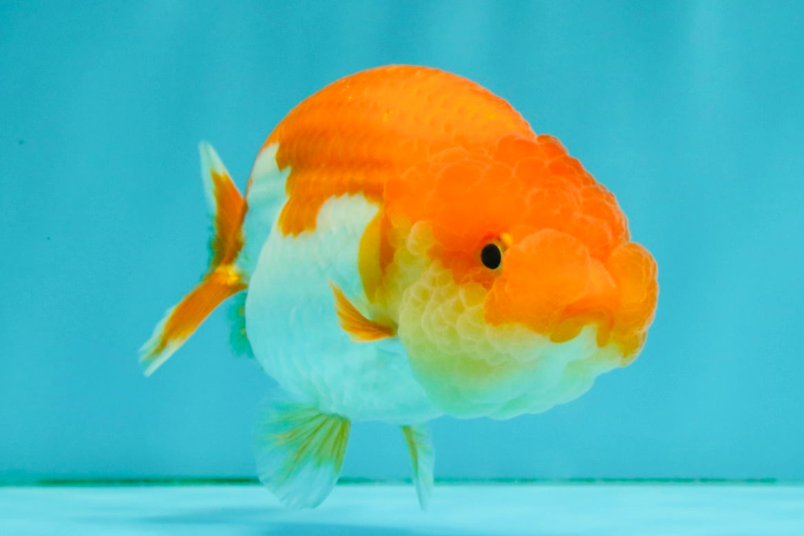 Red White Lionchu Female 4.5 inches #081426LC_14
