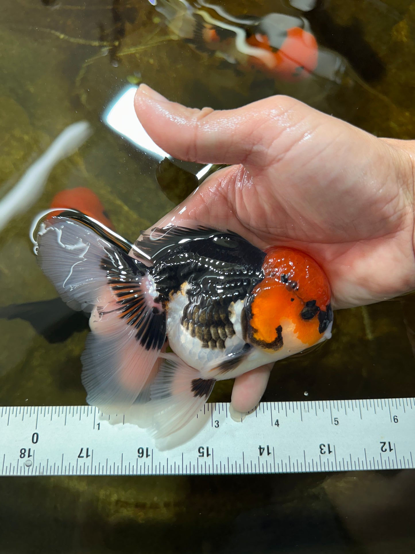 AAA Grade Tricolor Button Eyes Oranda Male 5 inches #080825OR_04