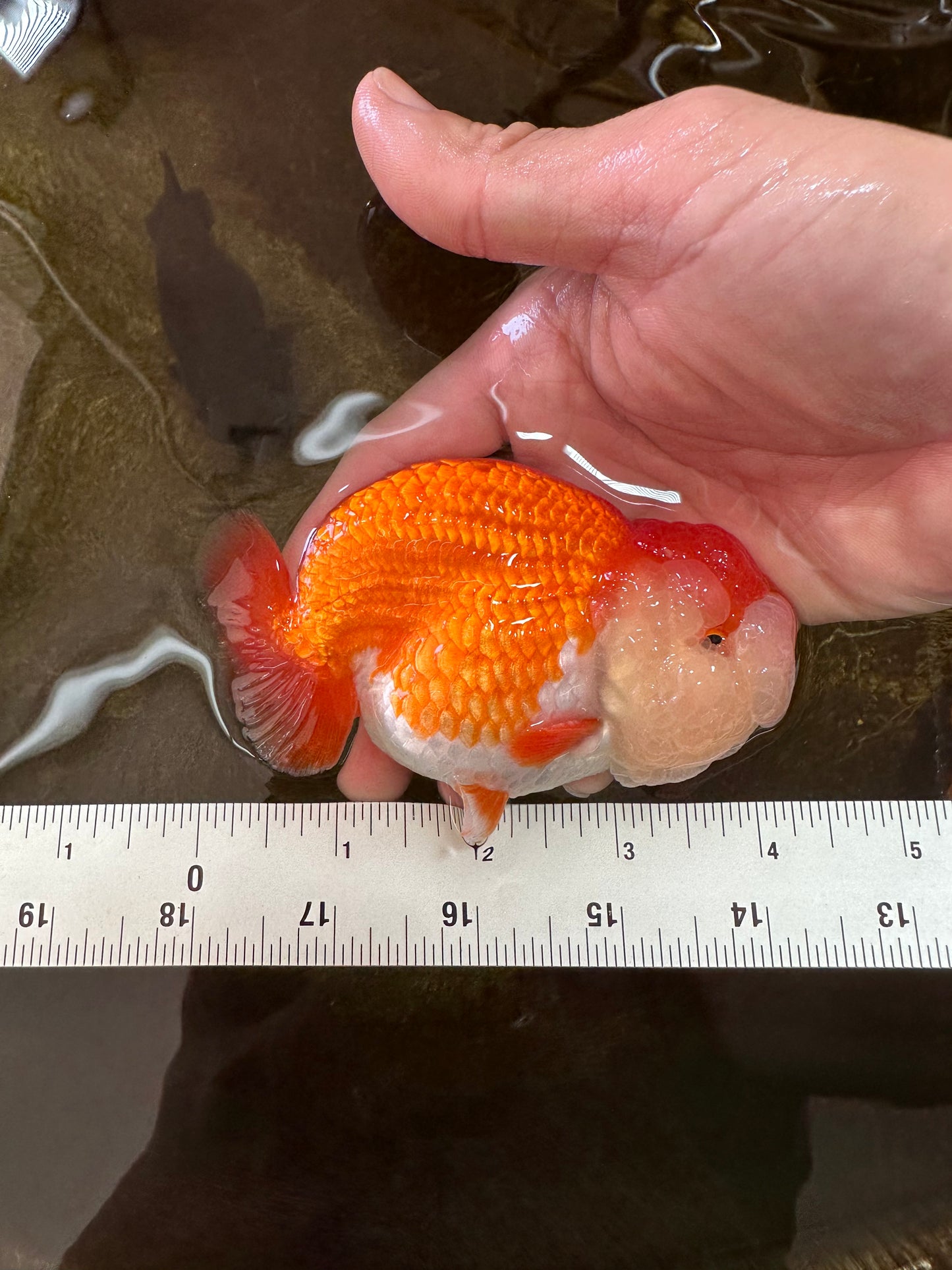 A Grade Royal Candy Chunk Red White LionKing 4-4.5 inches #062025LC_05