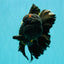 GODZILLA AAA Grade Black Lava Oranda Male 6.5-7 inches #092526OR_02