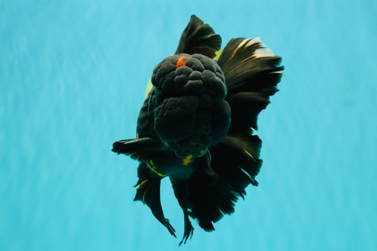 GODZILLA AAA Grade Black Lava Oranda Male 6.5-7 inches #092526OR_02