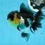 AAA Grade Panda Button Eyes Oranda Female 5 inches #0913OR_16