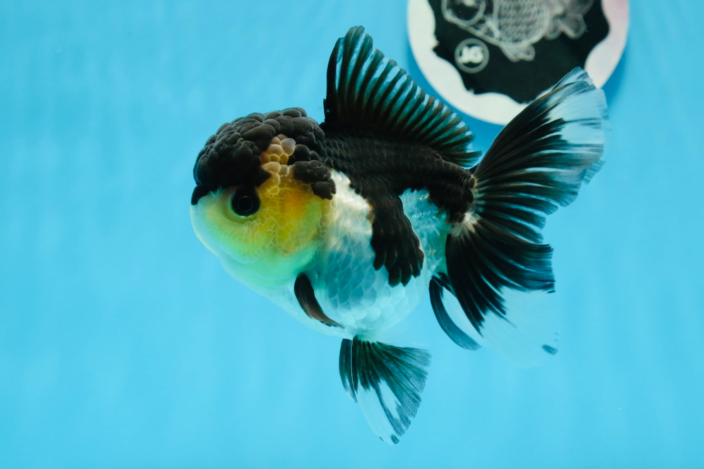 Panda de ojos de botón de grado AAA Oranda hembra de 5 pulgadas n.º 0913OR_16