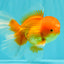 A Grade Red White Oranda Male 5.5-6 inches #082126OR_03
