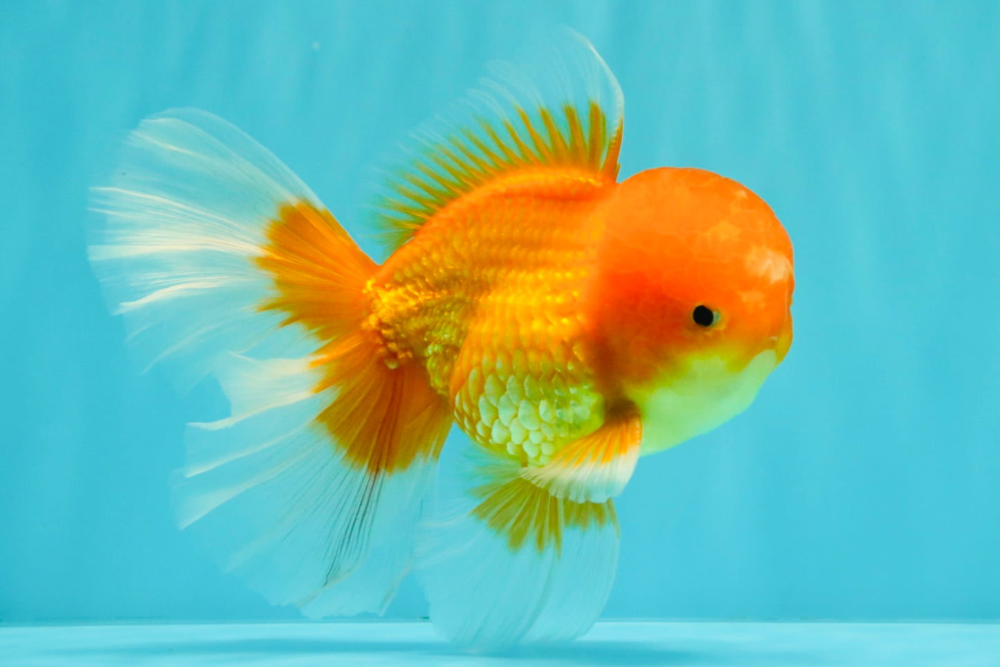 A Grade Red White Oranda Male 5.5-6 inches #082126OR_03