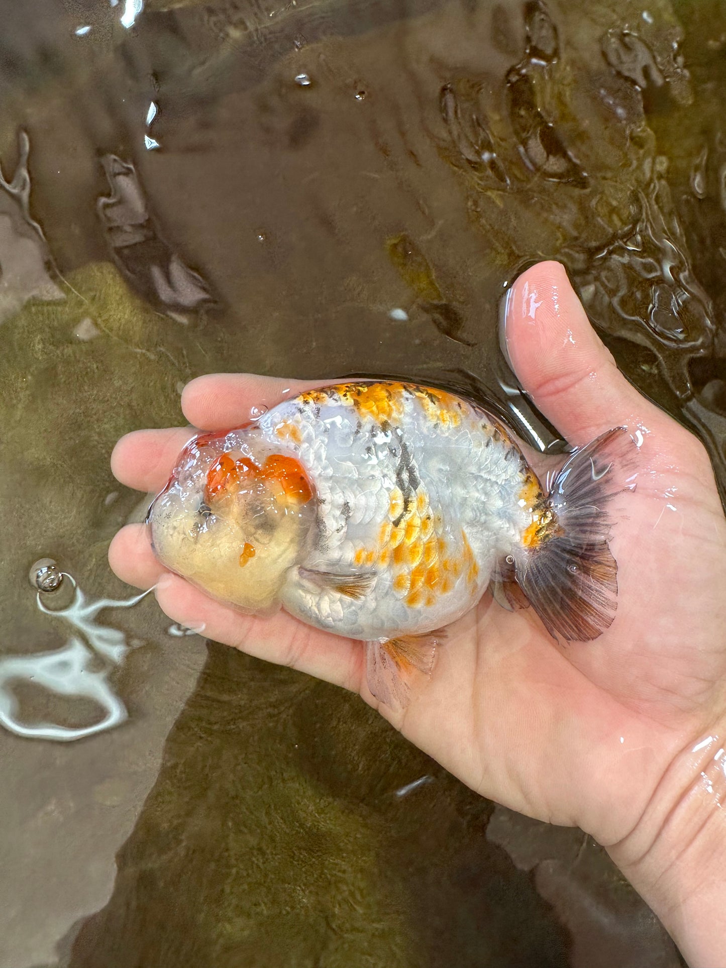 AAA Grade Tricolor LionQueen 4.5 inches #062025LC_10