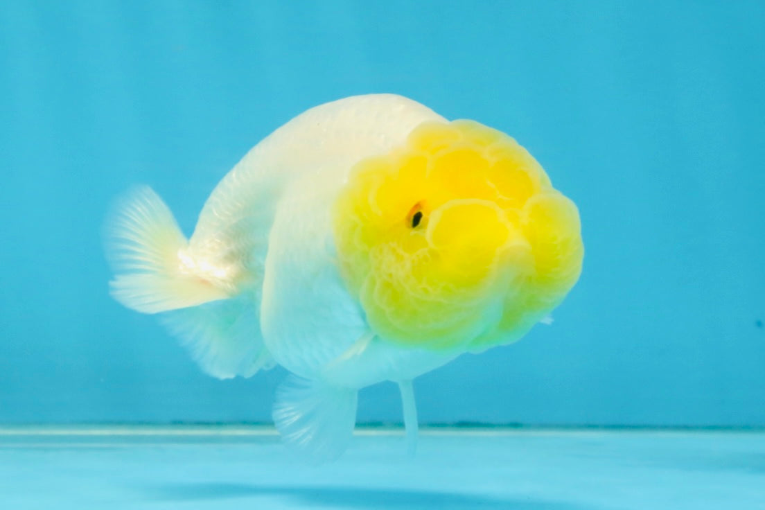 White Lionchu Female 3.5 inches #121225LC_13