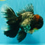 TOOTHLESS A Grade Kirin Oranda Male 6.5 inches #090426OR_01