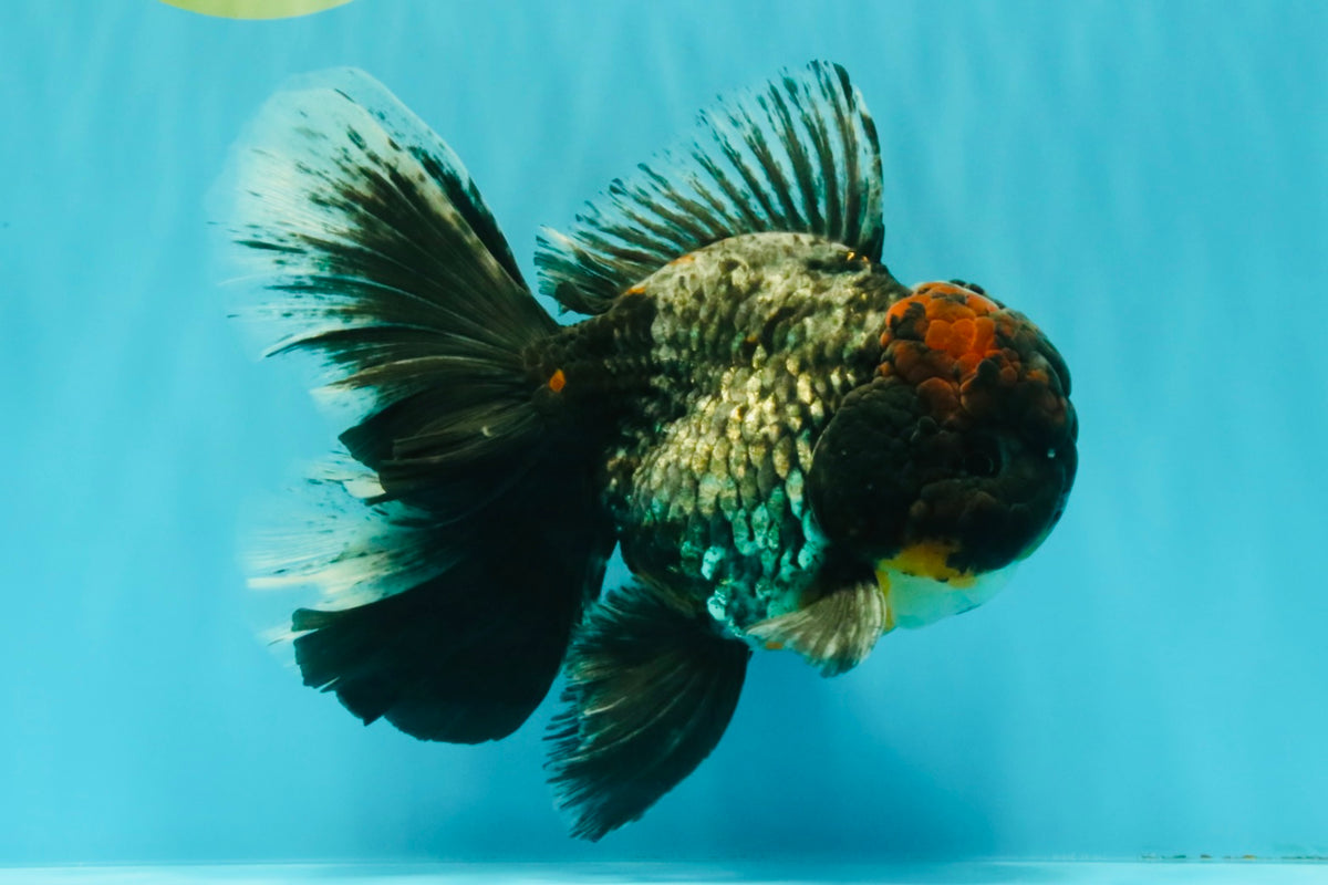 TOOTHLESS A Grade Kirin Oranda Male 6.5 inches #090426OR_01