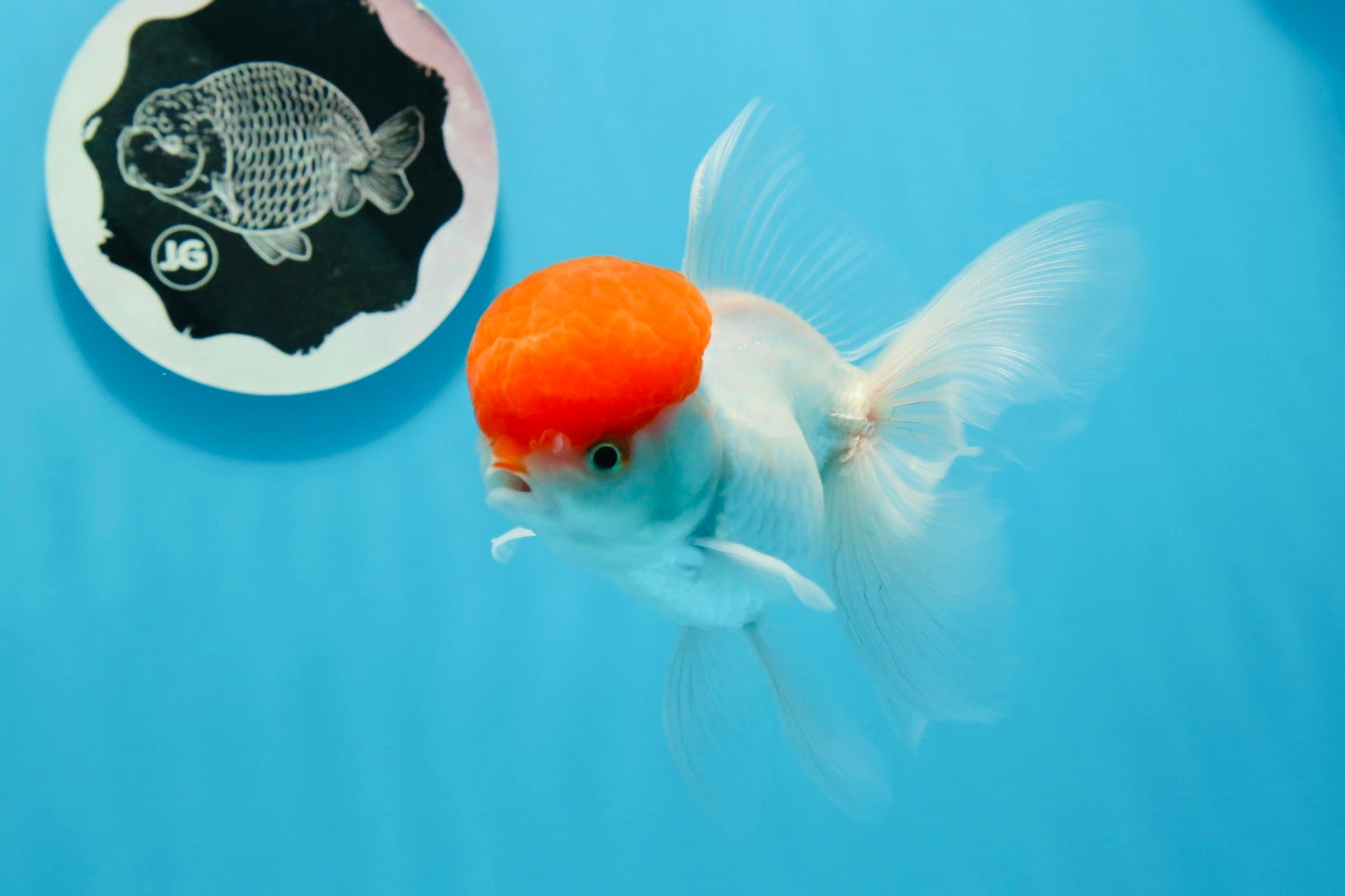 Oranda macho de tapa roja de grado AAA de 4,5 pulgadas n.º 0906OR_27