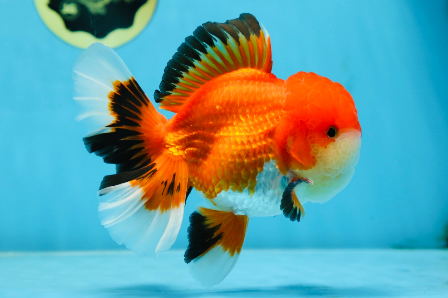 AAA Grade CHUBBY CHEEK Apache Oranda Male 5.5-6 inches #080825OR_19