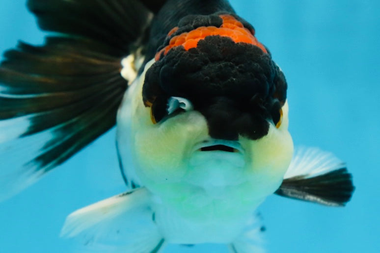 A Grade Tricolor Button Eyes Oranda Male 5.5 inches #080825OR_06