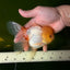 SUNNY White Oranda Female 5-5.5 inches #041026OR_08