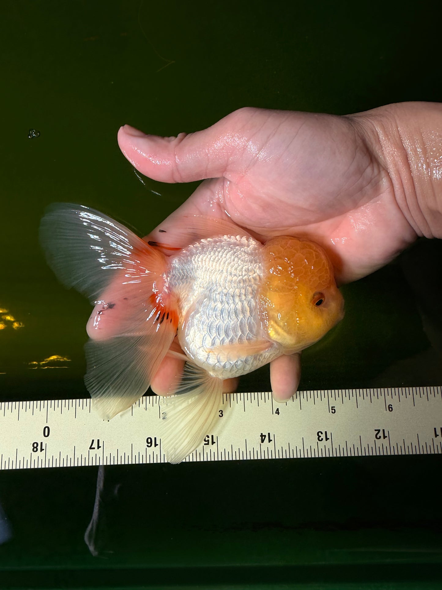 SUNNY White Oranda Female 5-5.5 inches #041026OR_08