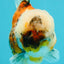 AAA Grade Marble Yuanbao Male 5.5 inches #041726YB_17