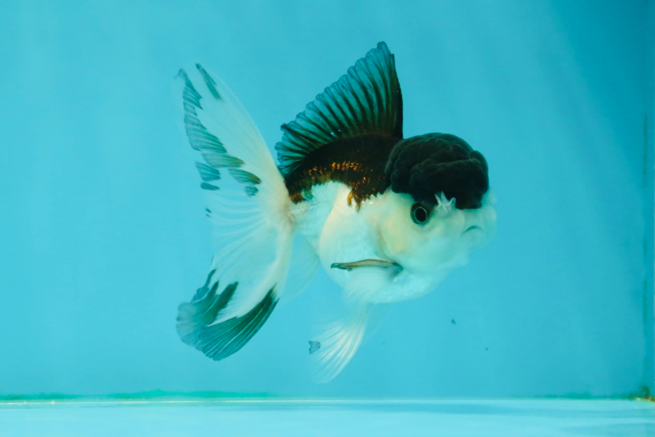 Panda Oranda Male 3.5 inches #1011OR_28