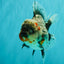 AAA Grade Calico Kirin Oranda Female 6.5 inches #100226OR_33