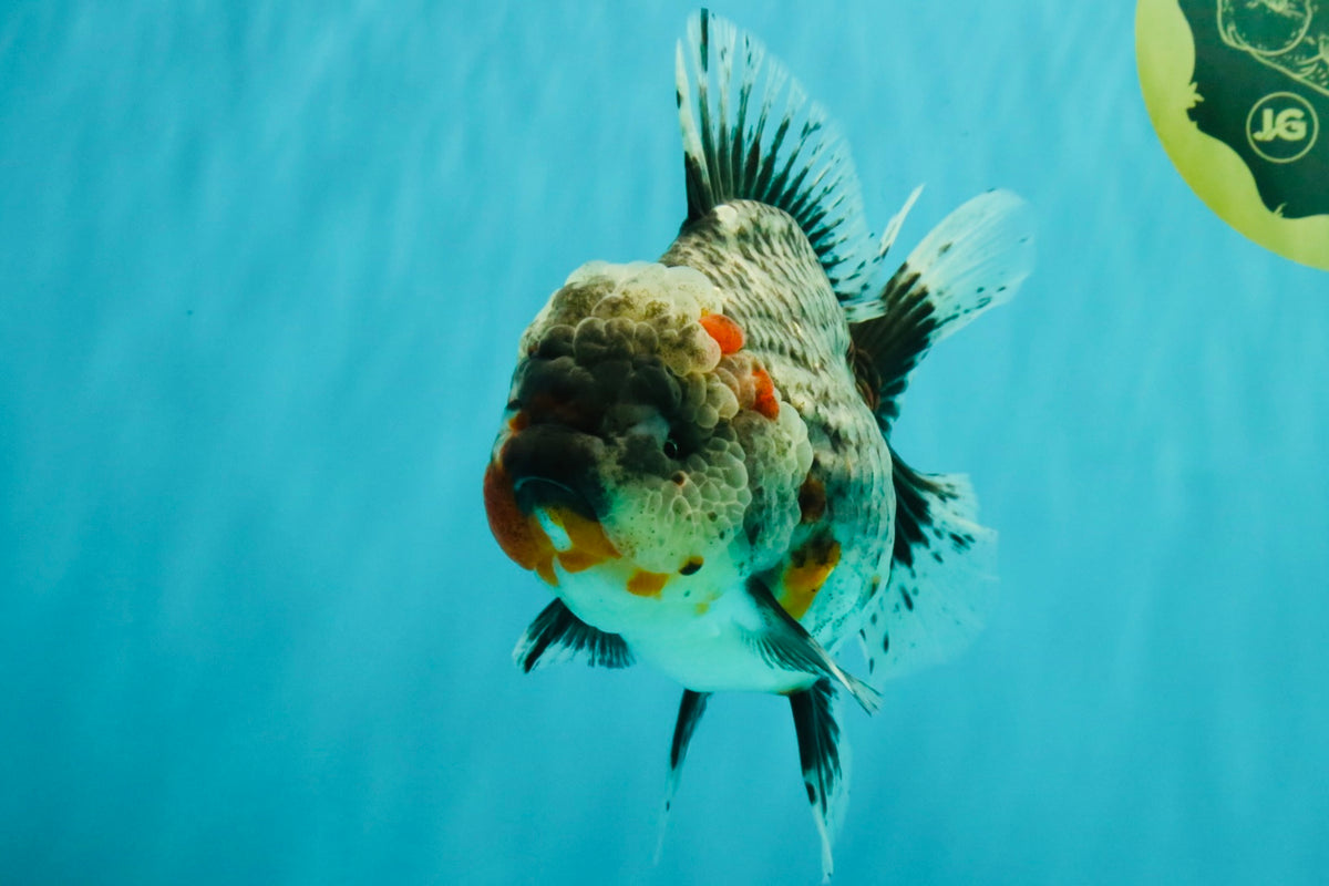 AAA Grade Calico Kirin Oranda Female 6.5 inches #100226OR_33