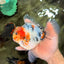 AAA Grade Sanke Marble Oranda Male 6.5 inches #062626OR_03