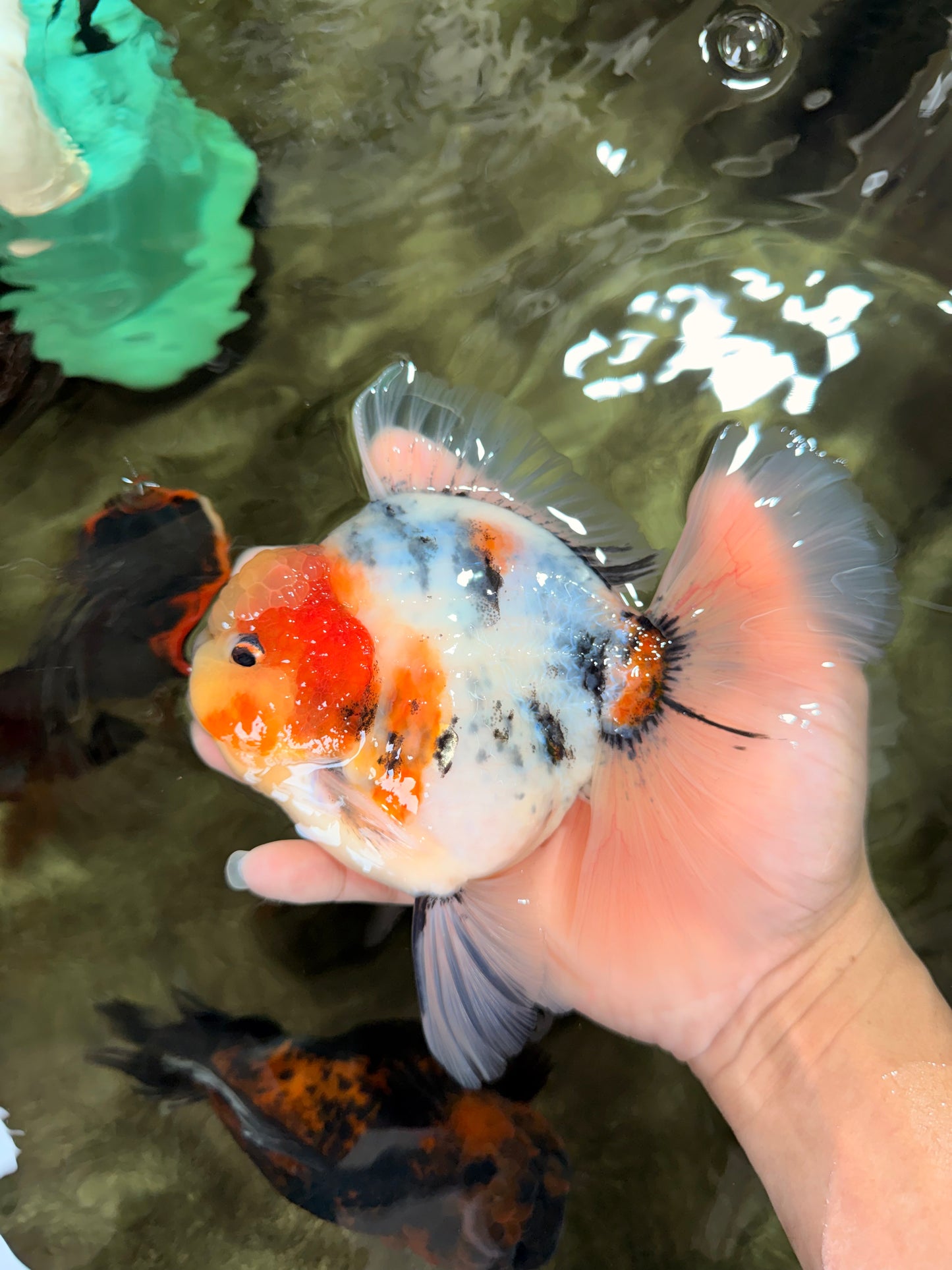 AAA Grade Sanke Marble Oranda Male 6.5 inches #062626OR_03