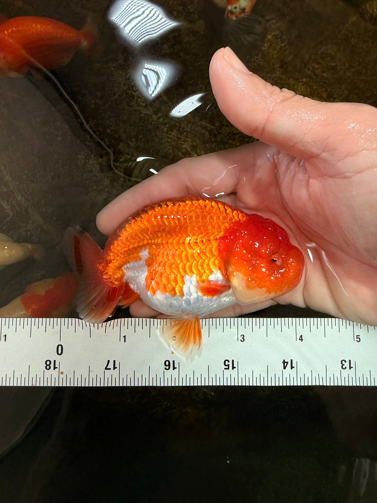 AAA Grade Young Red White LionQueen 4 inches #101025LC_08