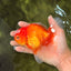 A Grade Red White Oranda Male 5.5 inches #091826OR_06