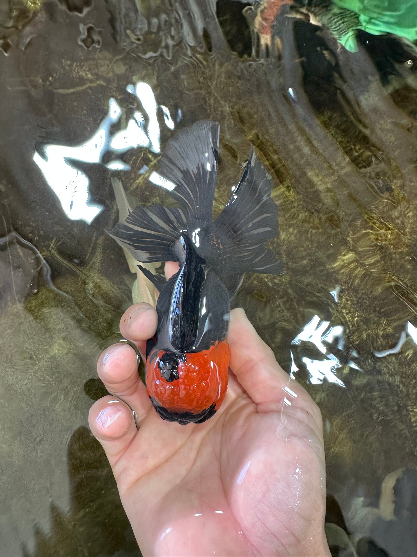 A Grade Tricolor Oranda Male 5-5.5 inches #062725OR_17