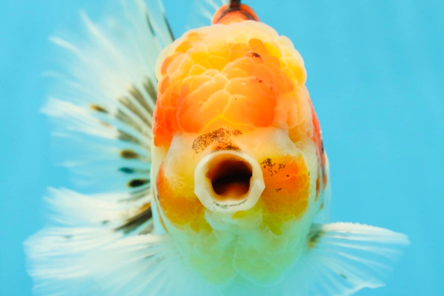 AAA Grade Sakura Oranda Male 5.5 inches #050925OR_54