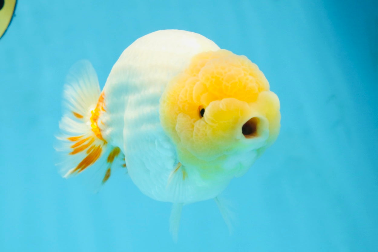 AAA Grade Strong Body Structure Lemonhead LionKing 5.5 inches #101025LC_18