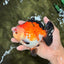 SUPER CUTE AAA Grade Tricolor Yuanbao Male 5 inches #071026YB_17