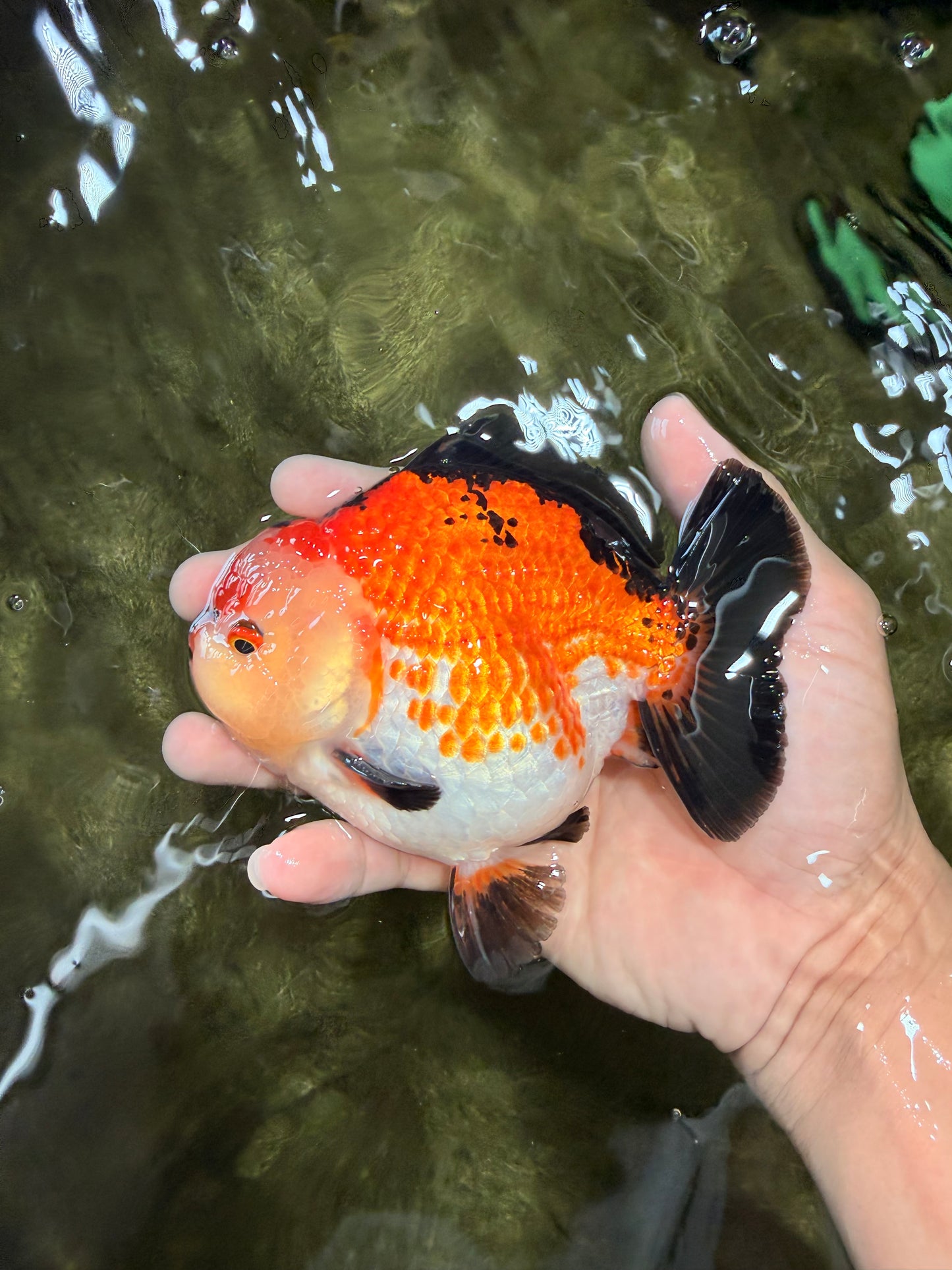 SUPER CUTE AAA Grade Tricolor Yuanbao Male 5 inches #071026YB_17