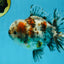 CHONKY AAA Grade Calico Kirin Oranda Male 5-5.5 inches #121225OR_03