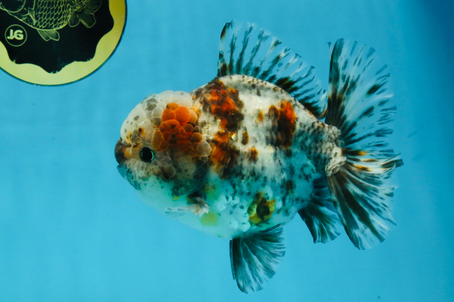CHONKY AAA Grade Calico Kirin Oranda Male 5-5.5 inches #121225OR_03
