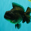 A Grade Black Yuanbao Female 4.5-5 inches #101626YB_36