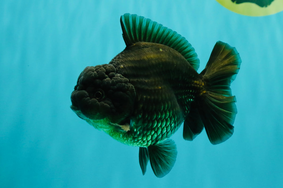 A Grade Black Yuanbao Female 4.5-5 inches #101626YB_36