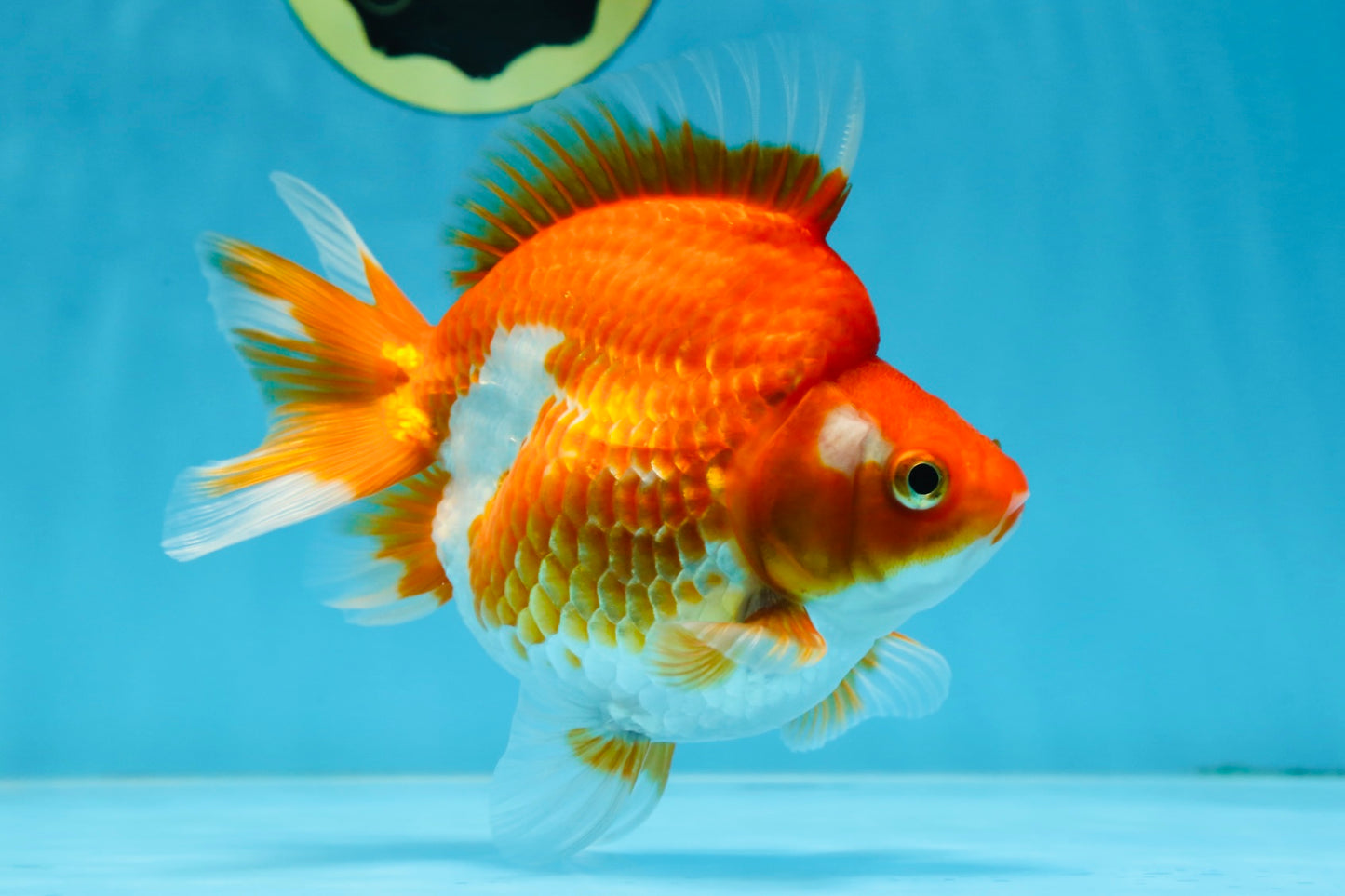 A Grade Ryukin Red White Female 5 inches #070425RK_04